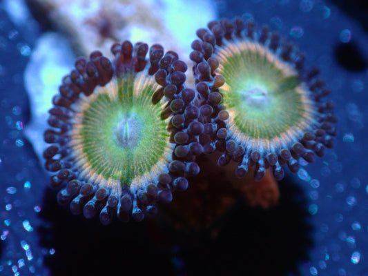 Sunny D Zoas Colored Down Auctions 5/31