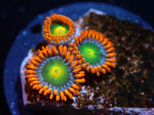 UC Blue Boo Berries Zoas Auctions 5/31