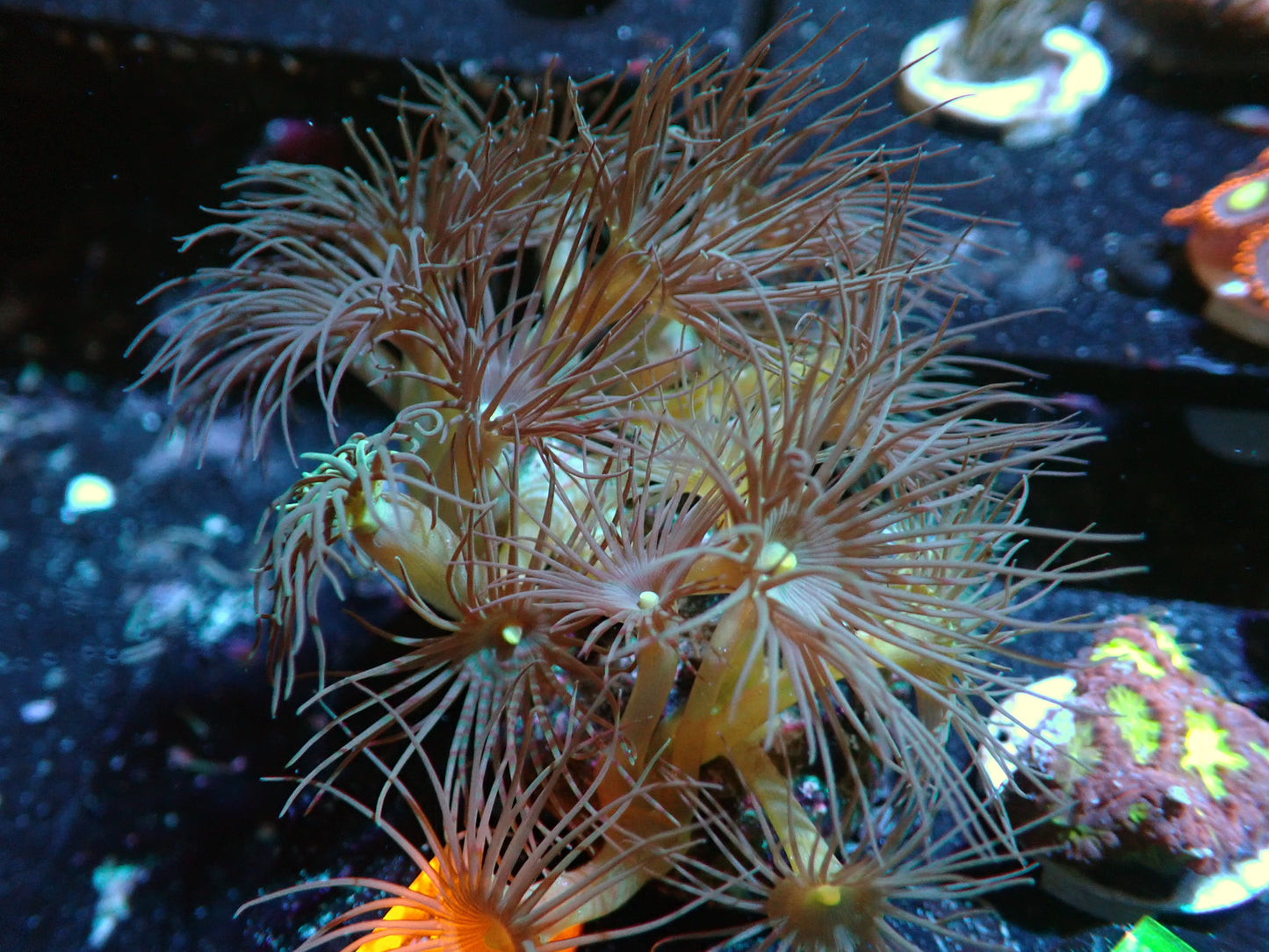 Yellow Polyps Auctions 6/3 Ended