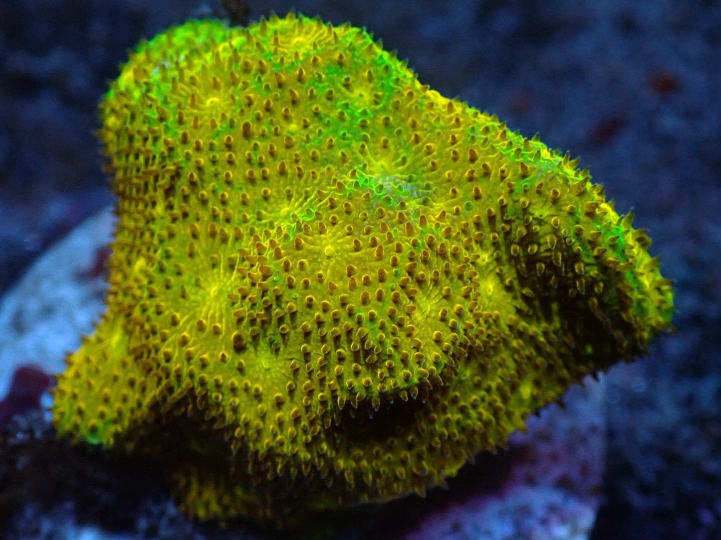 Yellow Yutz Branching Psammacora Auctions 6/5 ended