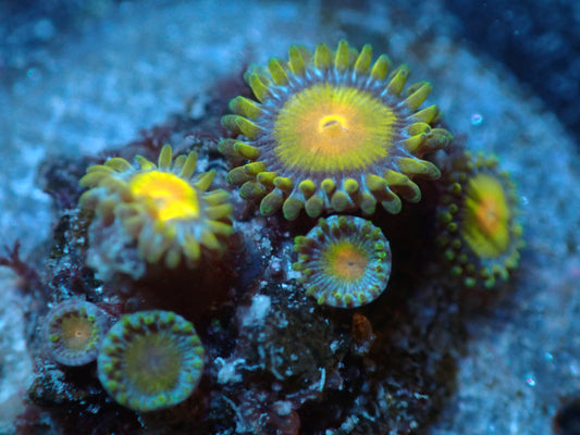 Tutti Fruity Zoas Auctions 6/5 ended