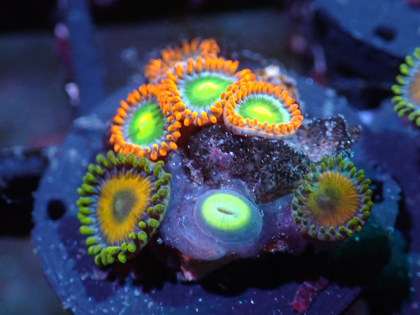 UC Blue Boo Berries/Baboon Booty Zoa Combo Auctions 6/5 ended