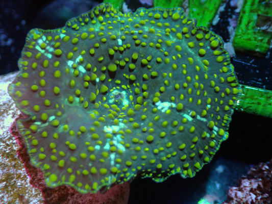 Yellow Speckled Discosoma Auctions 6/17 ended