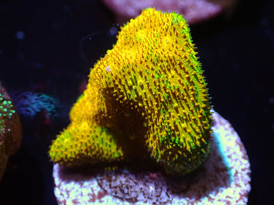 Yellow Yutz Psamocorra Auctions 6/17 ended