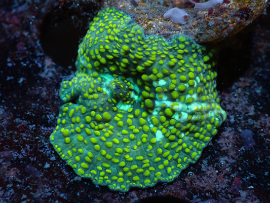 Yellow Speckled Discosoma Auctions 6/19 ended