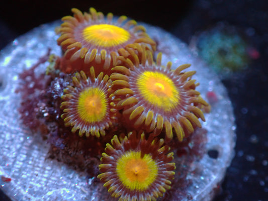 Tutti Frutti Zoas Auctions 6/24 ended