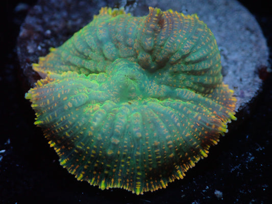 Super Cool Rhodactis Auctions 6/24 ended