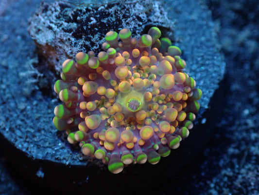 False Godzilla Ricordea Yuma Mushroom Auctions 6/24 ended