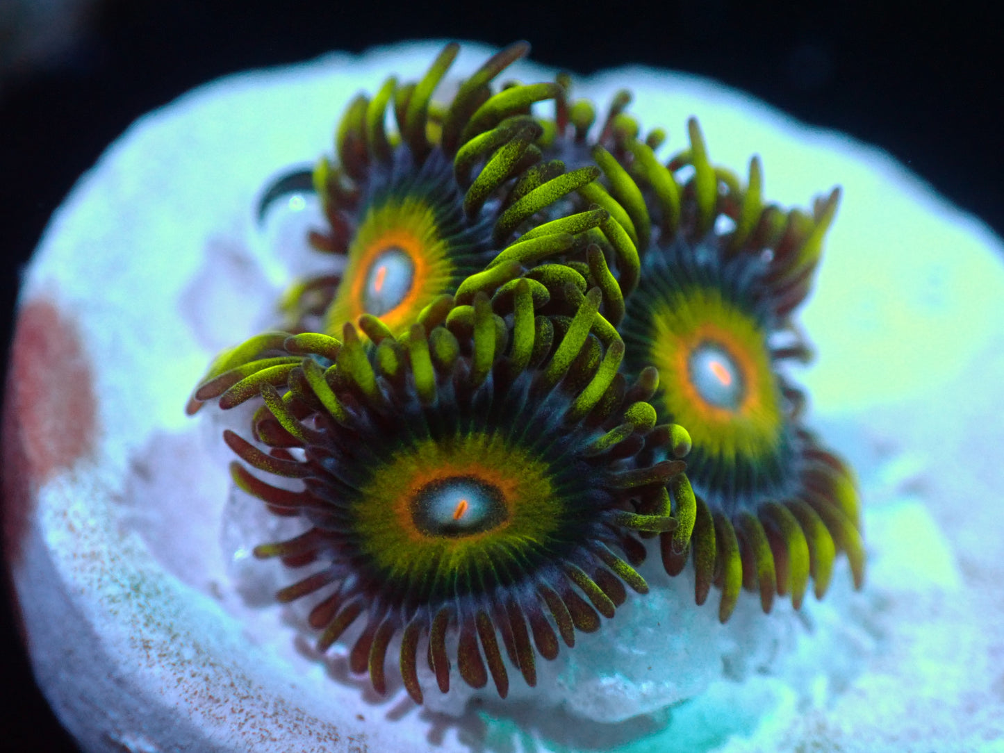 Super Saiyan Zoas Auctions 6/26 ended