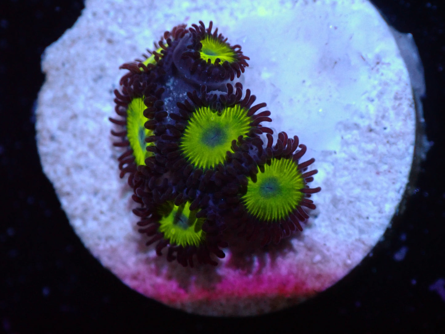 7/3/24 LKR Belladona Zoas ended