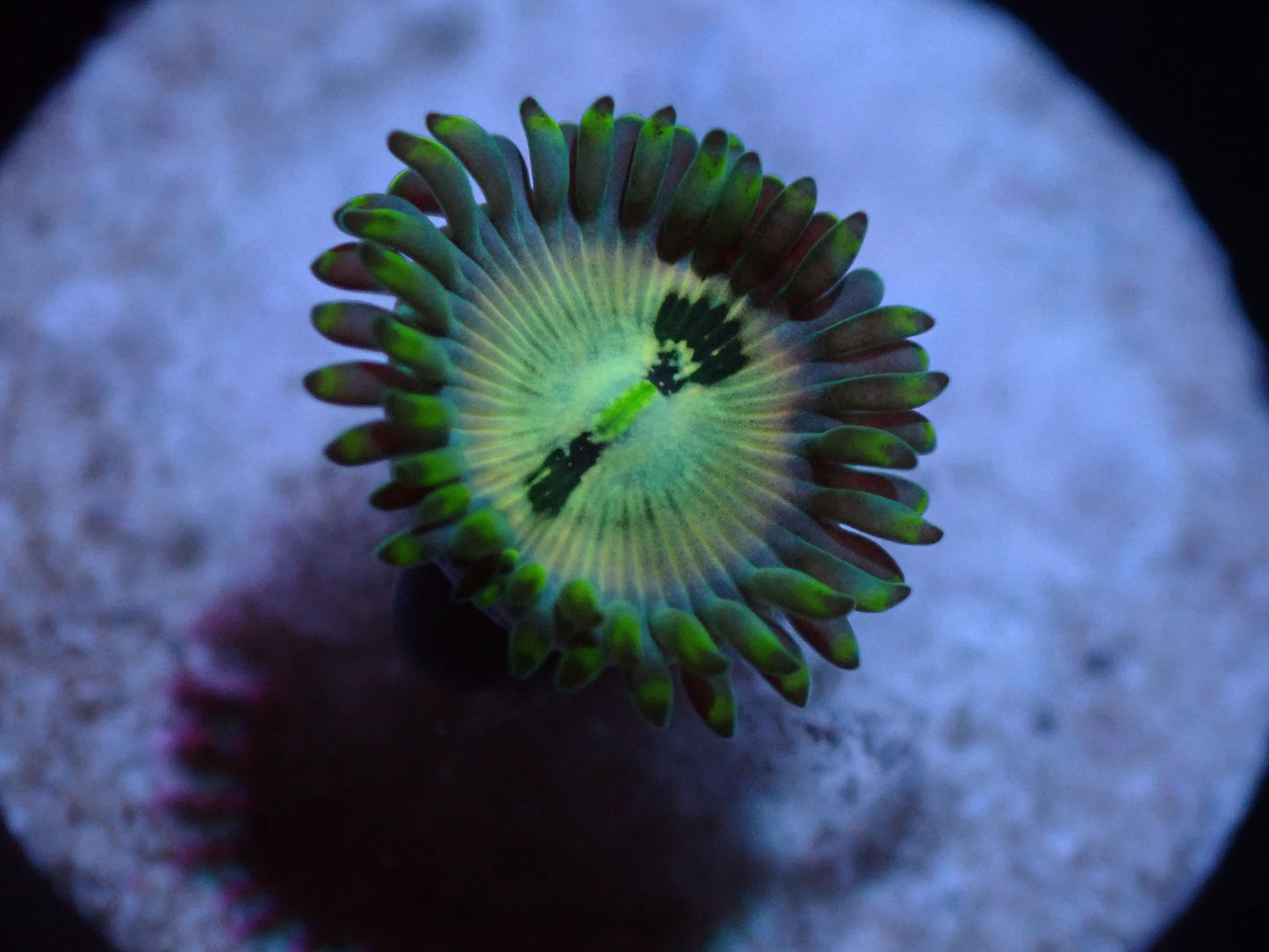 7/3/24 LKR Hawiian People Eater Zoa ended
