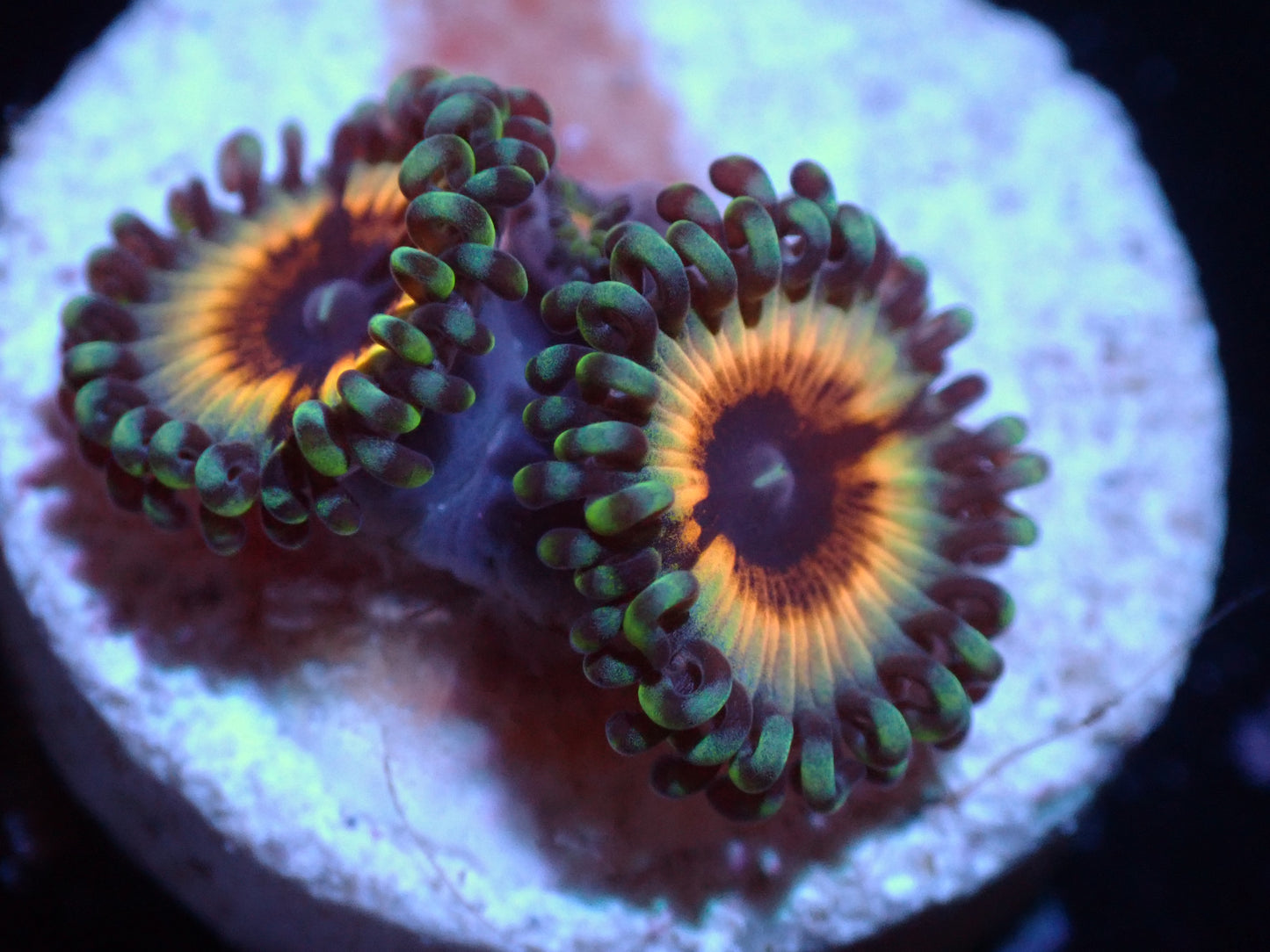 7/3/24 LKR Solar Flare Zoas ended