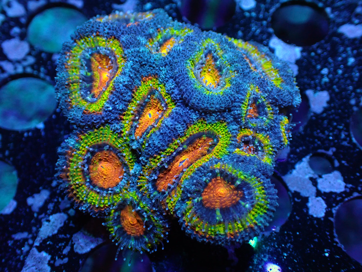 K5 7/3/24 JRA Melting Pot Acan Colony ended