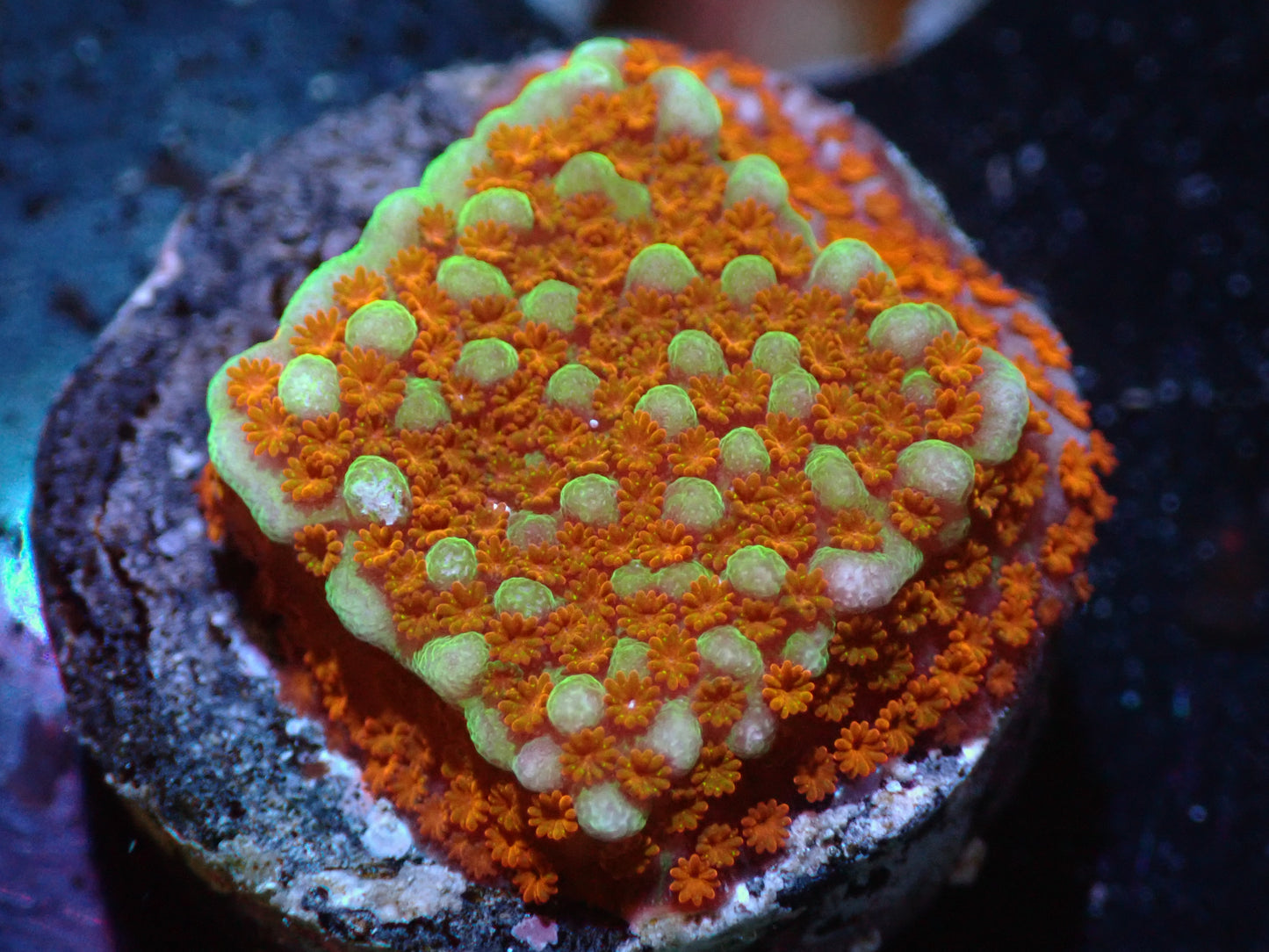 7/3/24 RWZ Aquaman Montipora ended
