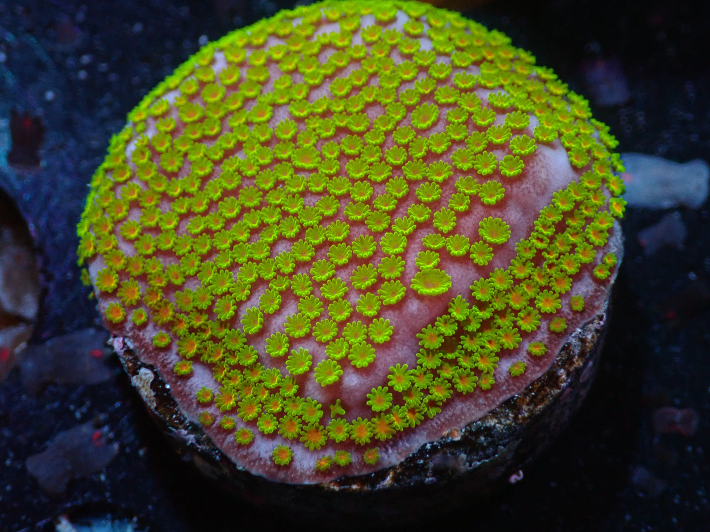 7/3/24 RWZ Poker Star Montipora ended