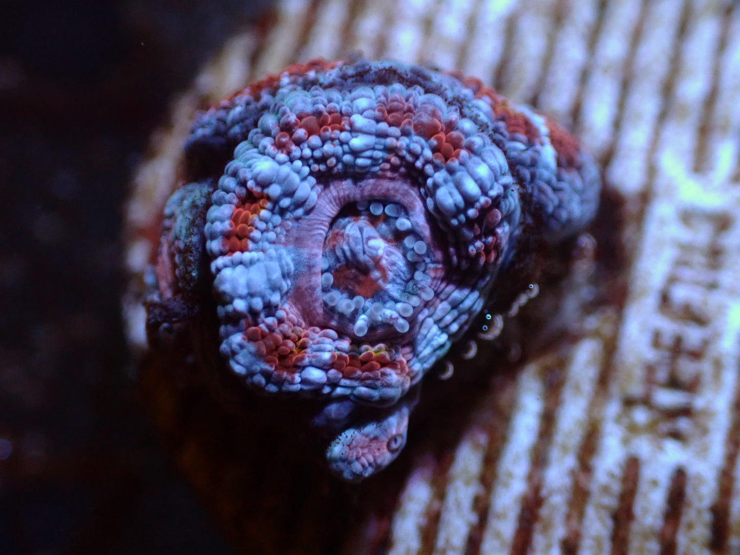 7/3/24 SRC Rainbow Acan ended