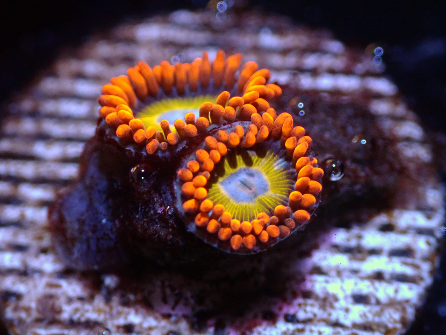 7/3/24 SRC Blondie Zoas ended