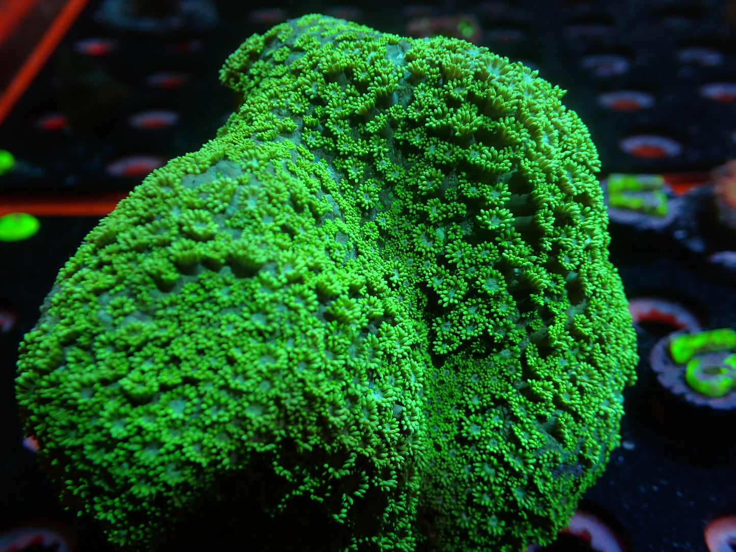L12 7/3/24 JRA Neon Green Goniopora Colony ended