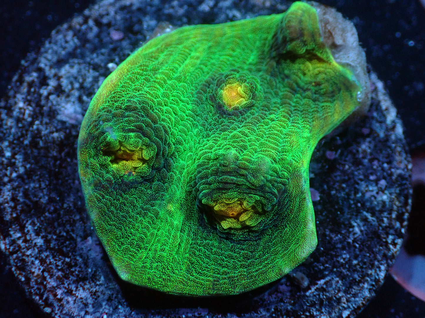L8 7/3/24 JRA Yellow Eye Green Chalice ended