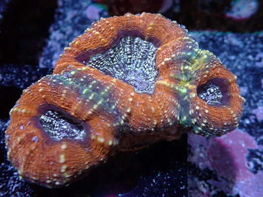 DHC Ultra Lobophyllia  7/10/24 ended