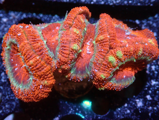 DHC Red Acan 5H 7/10/24 ended