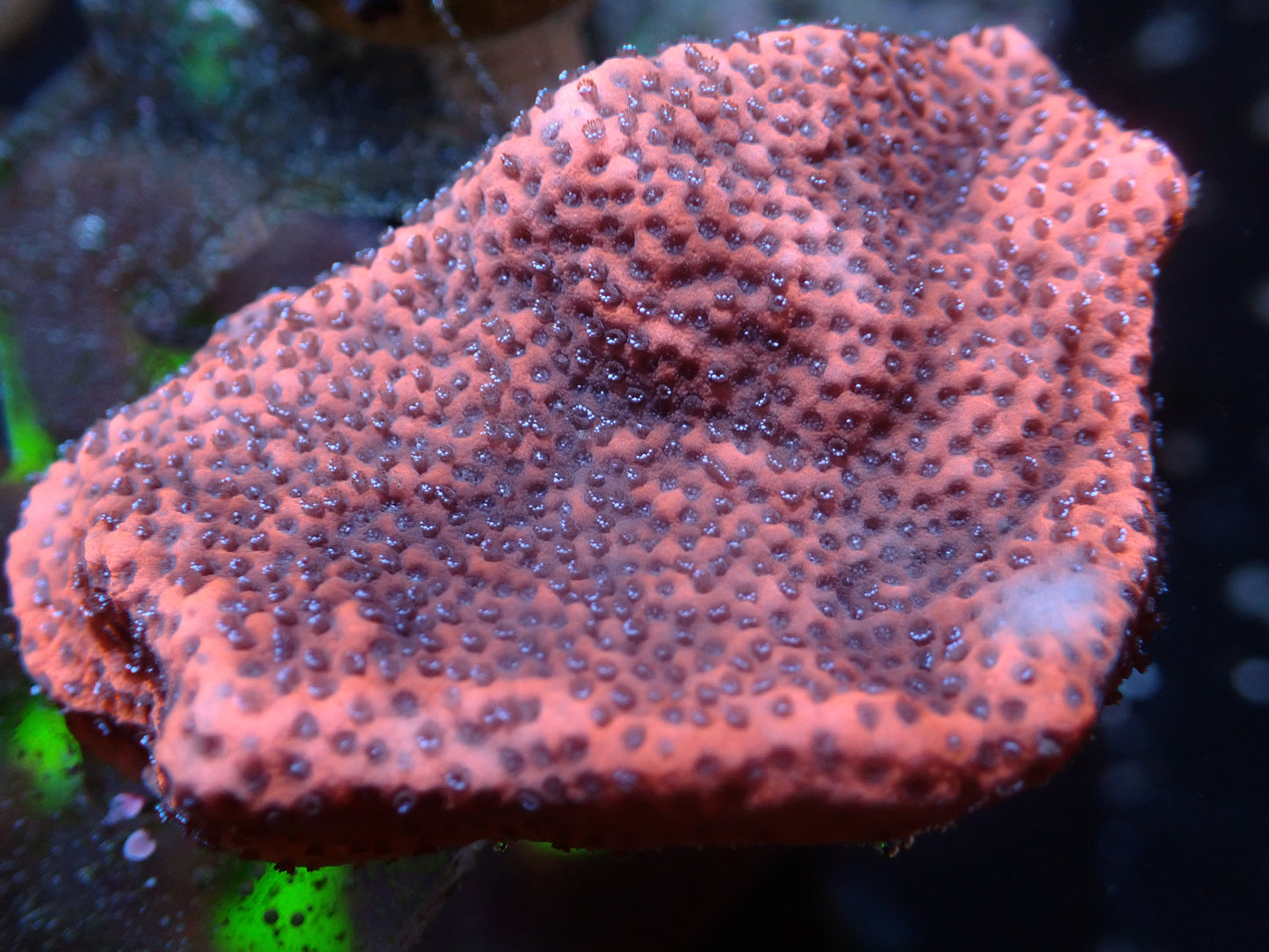 SRC Mystic Sunset Montipora 7/10/24 ended