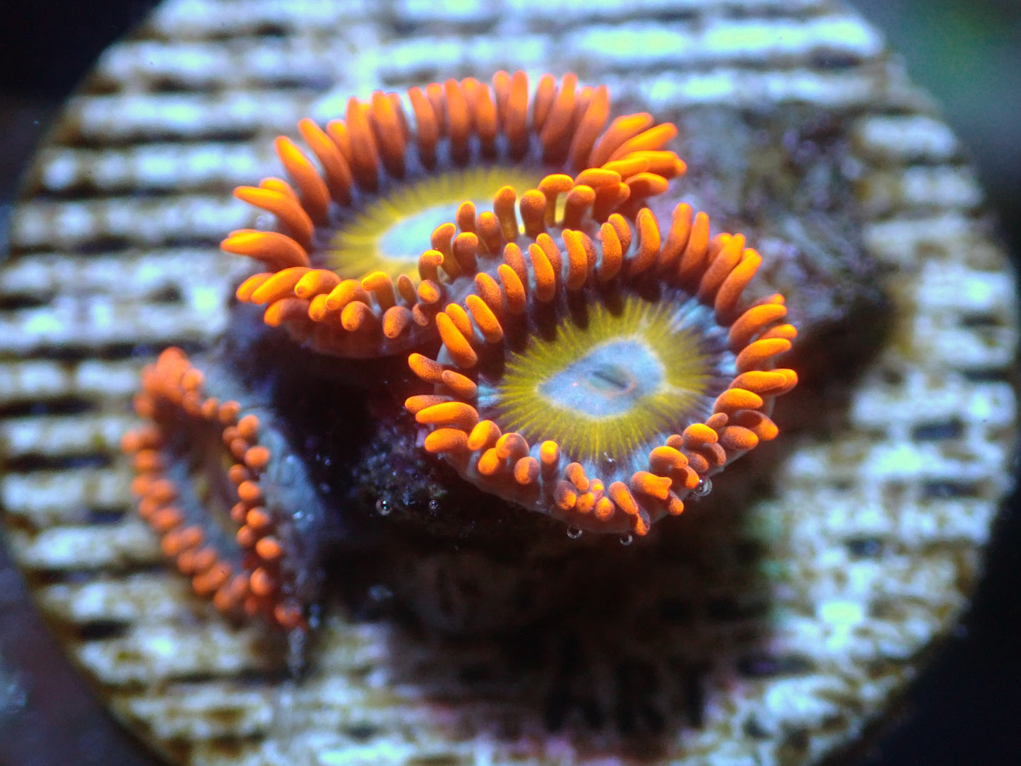 SRC Blondie Zoas 7/10/24 ended