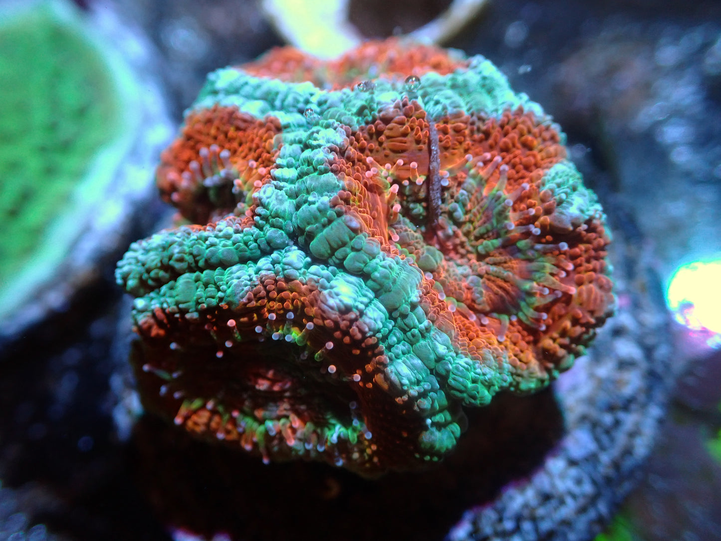 SRC Orange/Teal Acan 4H 7/10/24 ended