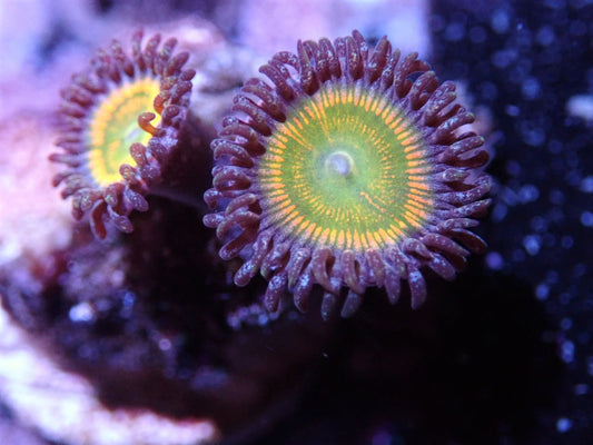 Sunny D Zoa Auction 6/2 -ended