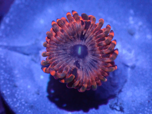 Utter Chaos Zoa Auction 6/2 -ended