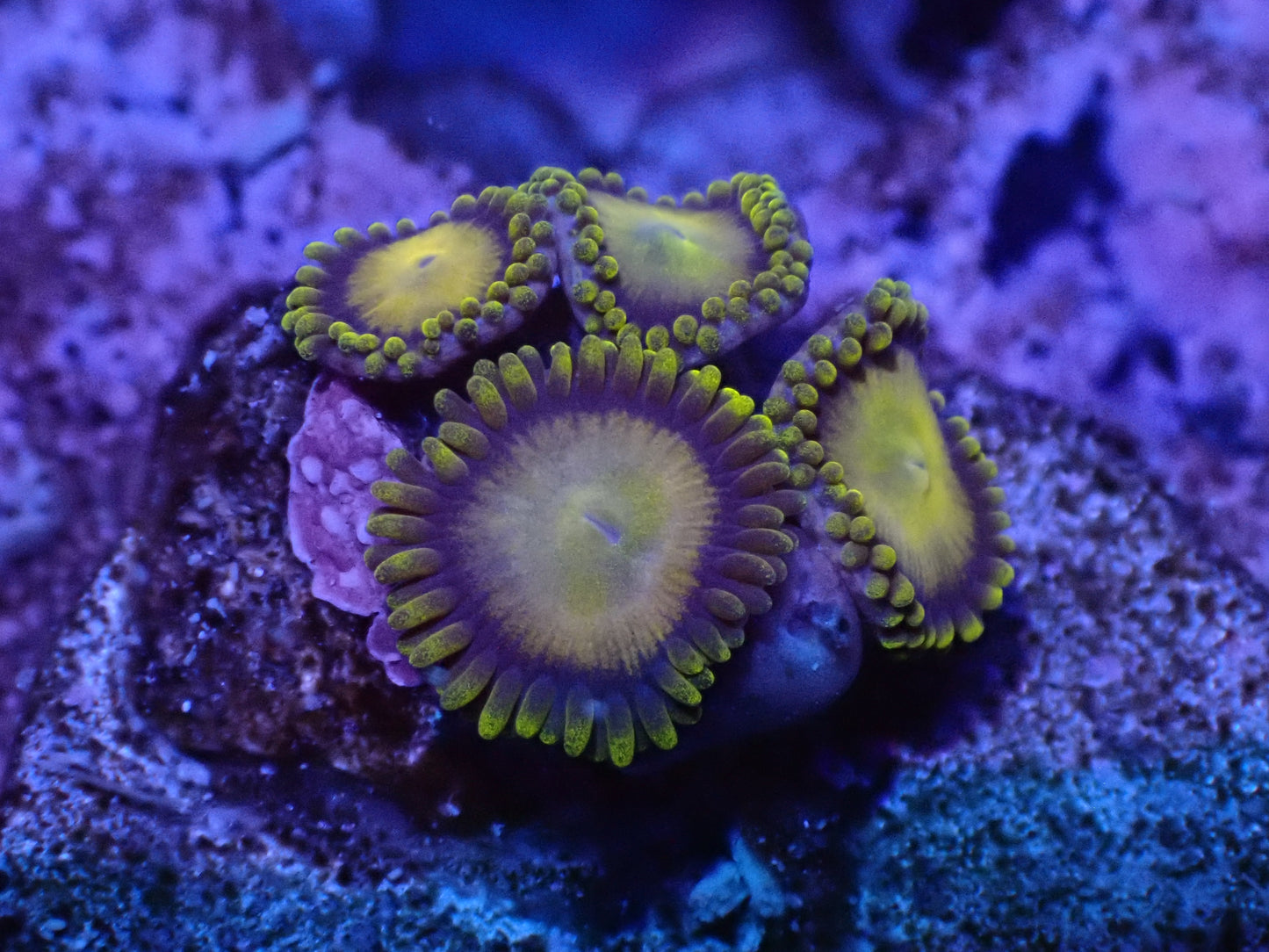 King Midas Zoa Auction 4/24 -ended