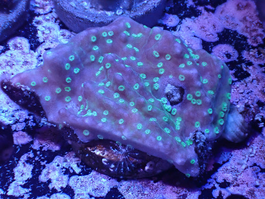 Lang Si Montipora Auction 4/24 -ended