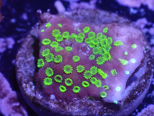 Sunset Montipora Auction 4/24 -ended