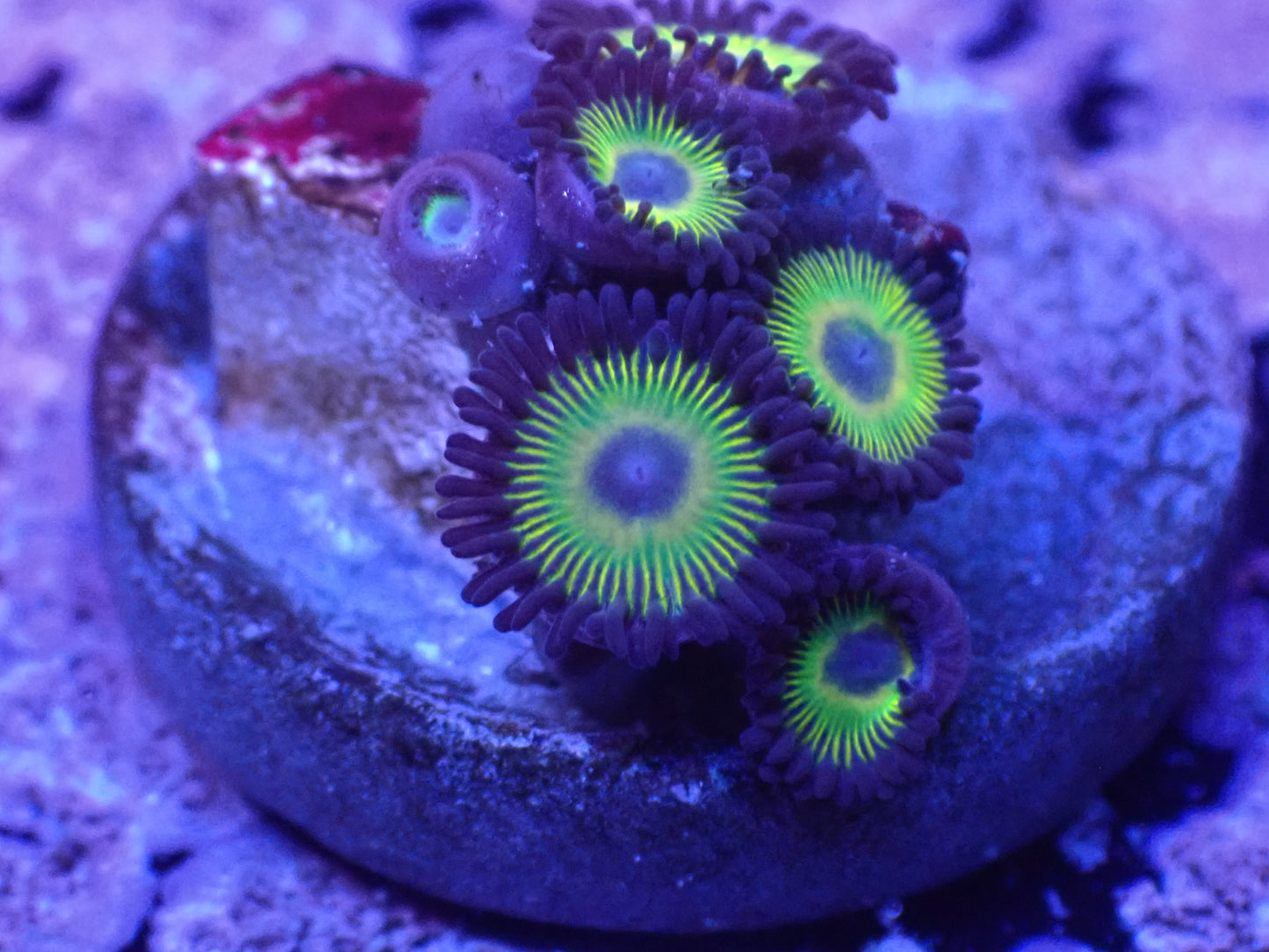 Sunbeam Zoa Auction 4/24 -ended