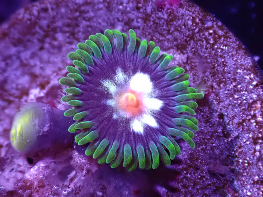 Daisy Cutter Zoa Auction 6/9 -ended