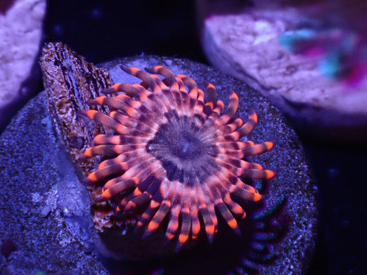 Utter Chaos Zoa Auction 4/24 -ended