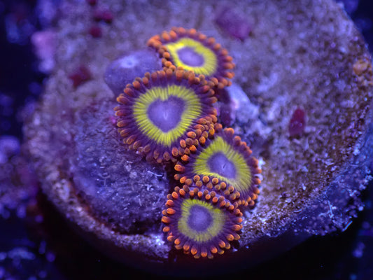 D2 04/22 Froot Loop Zoas