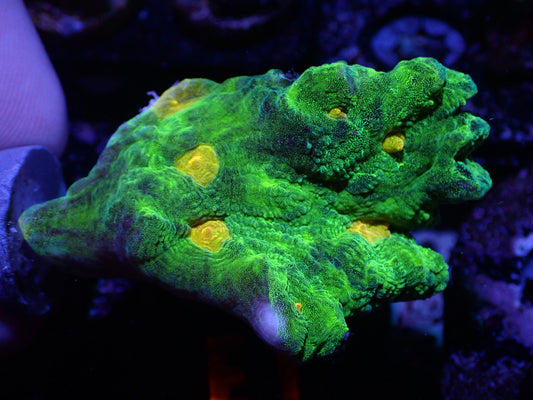 E1 04/22 Space Invader Pectinia