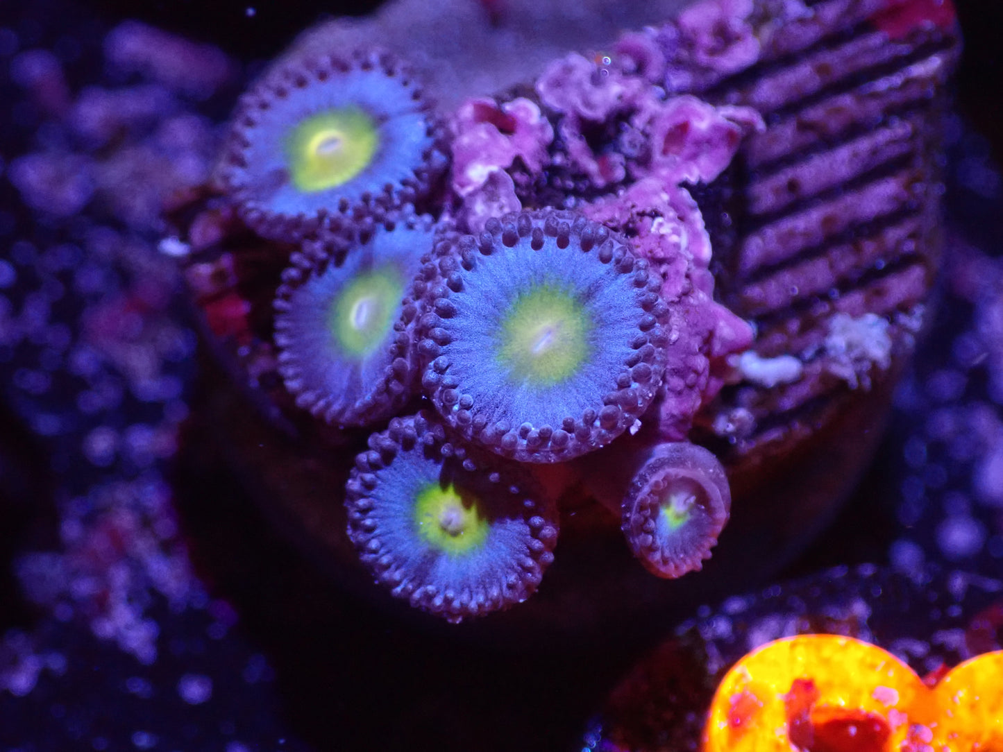 E3 04/22 AOI Zoas