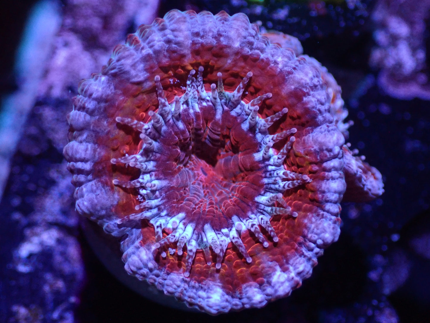 F5 04/22 Red And Blue Acan.