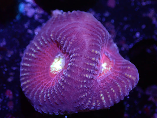 F6 04/22 Cupid Favia.