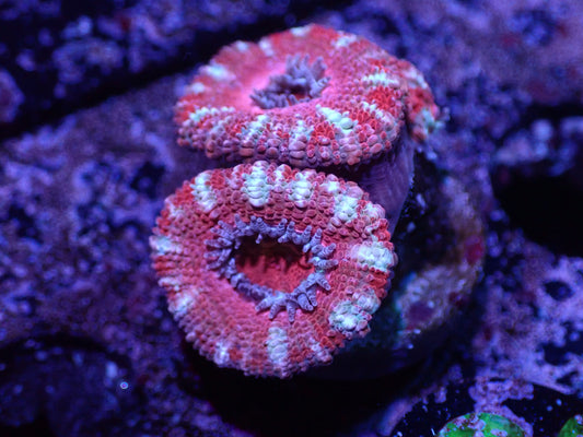 G1 04/22 Red And White Stripe Acan