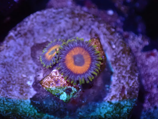 G5 04/22 Baboon Booty Zoas