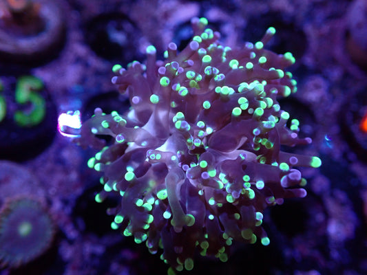 H6 04/22 Green Frogspawn