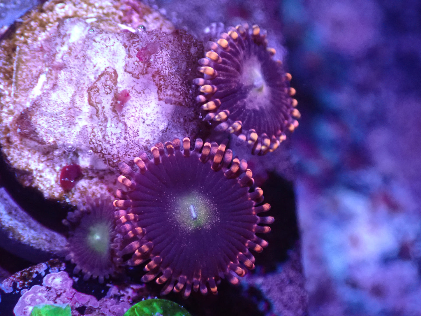 J3 04/22 Moonbeam Zoas