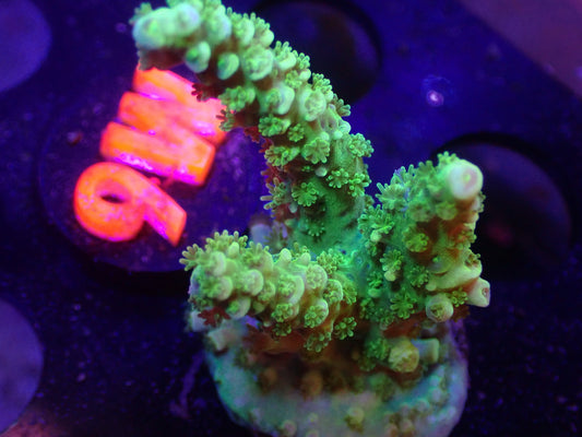 M6 04/22 LYNNS Neon Green Tenuis