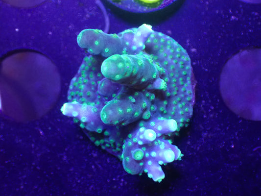 N2 04/22 LYNNS Tri Color Acro