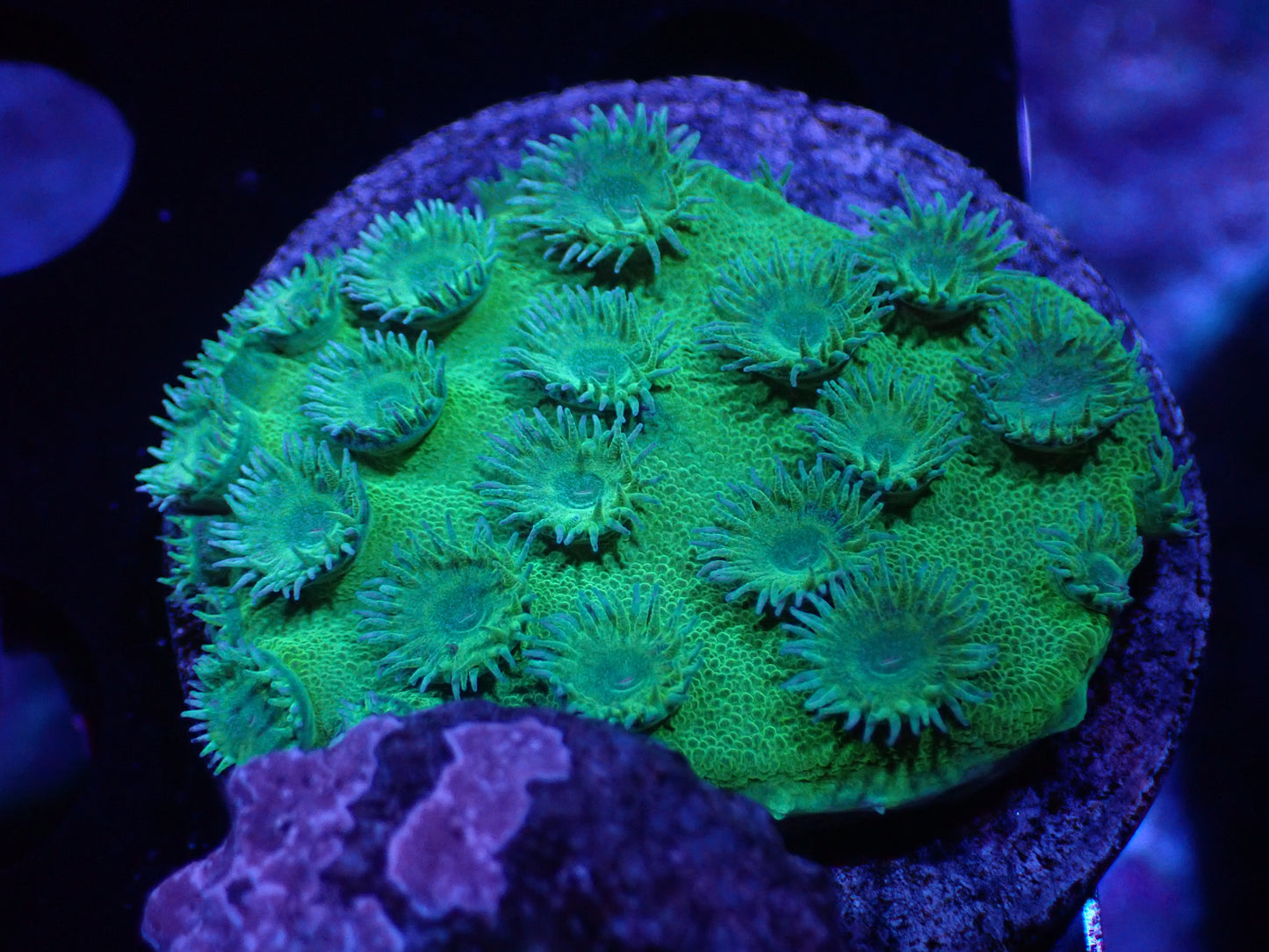 O2 04/22 DHC Green Turbinara