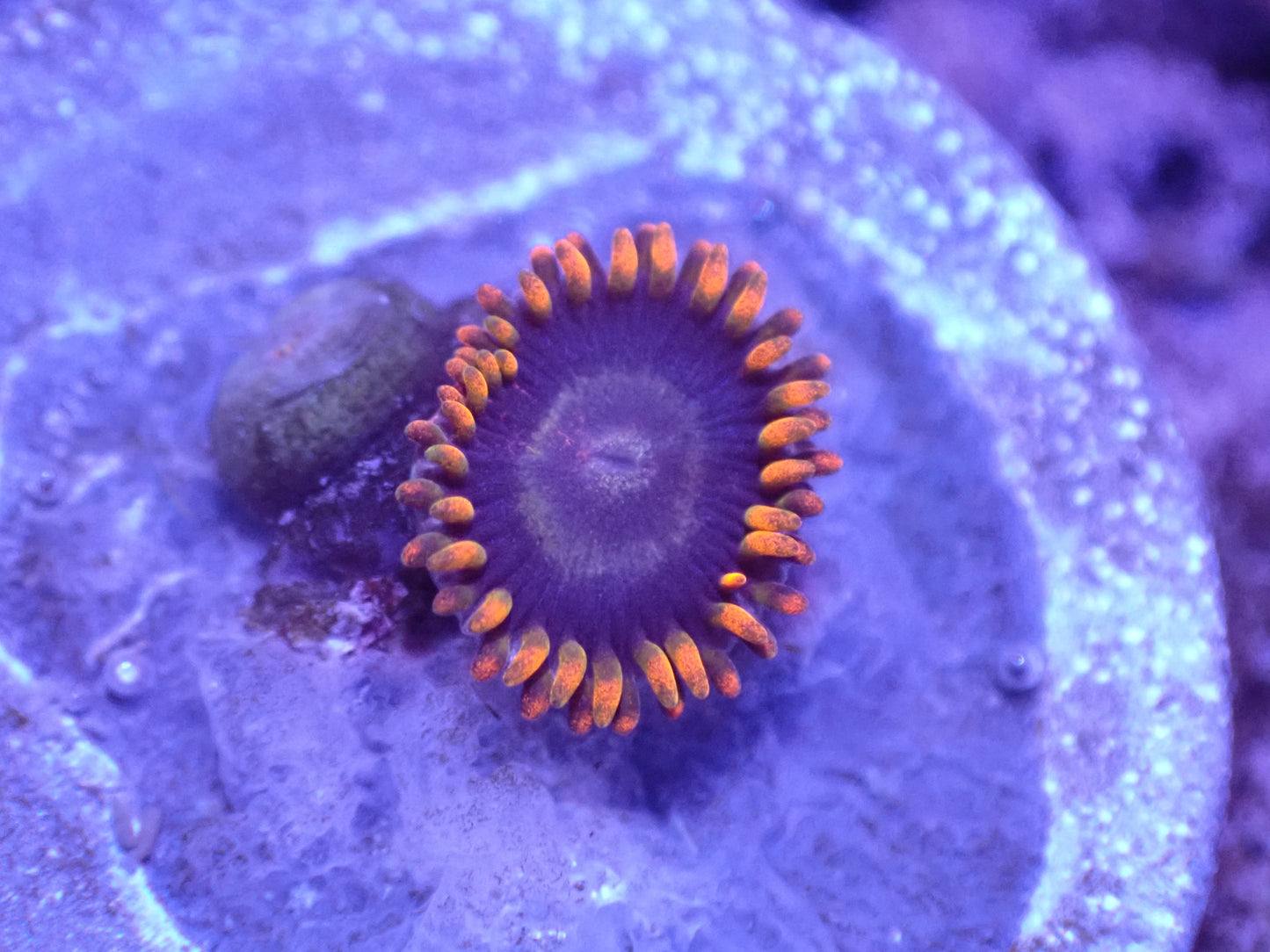 Rainbow Hornet Zoa Auction 4/26 Ended