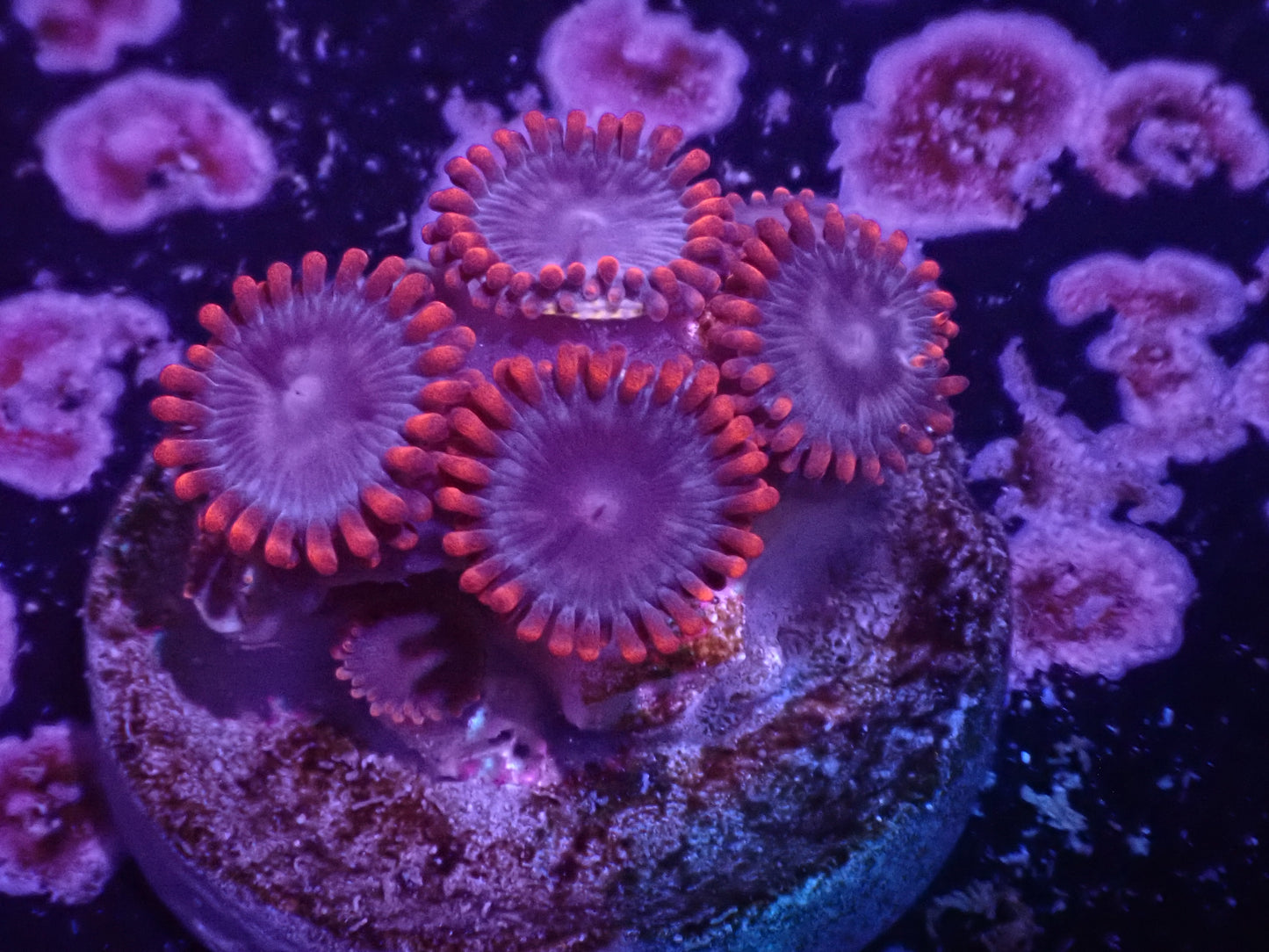 Lilo and Stitch Zoa Auction 4/26 Ended